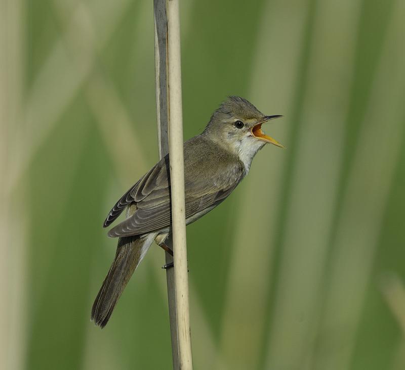 Énekes nádiposzáta (Acrocephalus palustris)